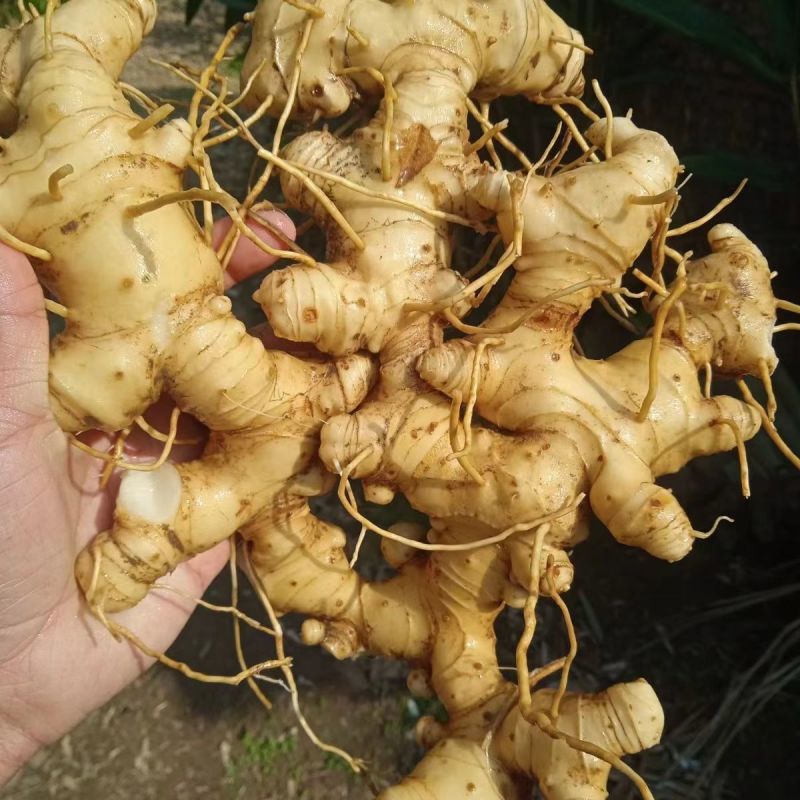 贵州黄精甜黄精产地直发质量保证诚信经营量大从优