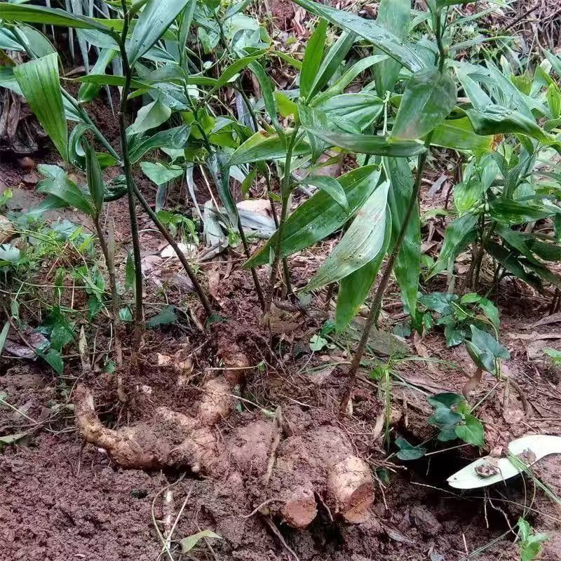 贵州黄精甜黄精产地直发质量保证诚信经营量大从优