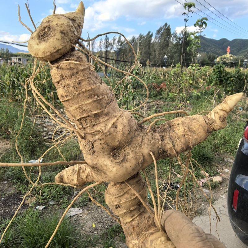 贵州黄精甜黄精产地直发质量保证诚信经营量大从优