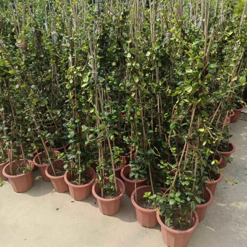 风车茉莉花卉盆栽树苗清香白星花卉阳台庭院爬藤藤本植物