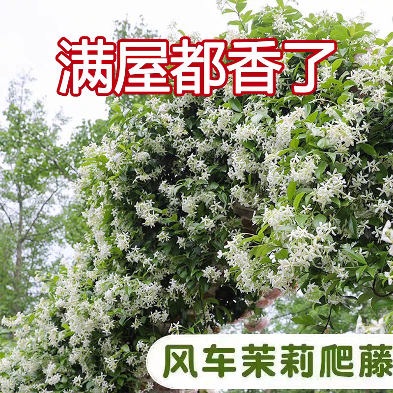 风车茉莉花卉盆栽树苗清香白星花卉阳台庭院爬藤藤本植物