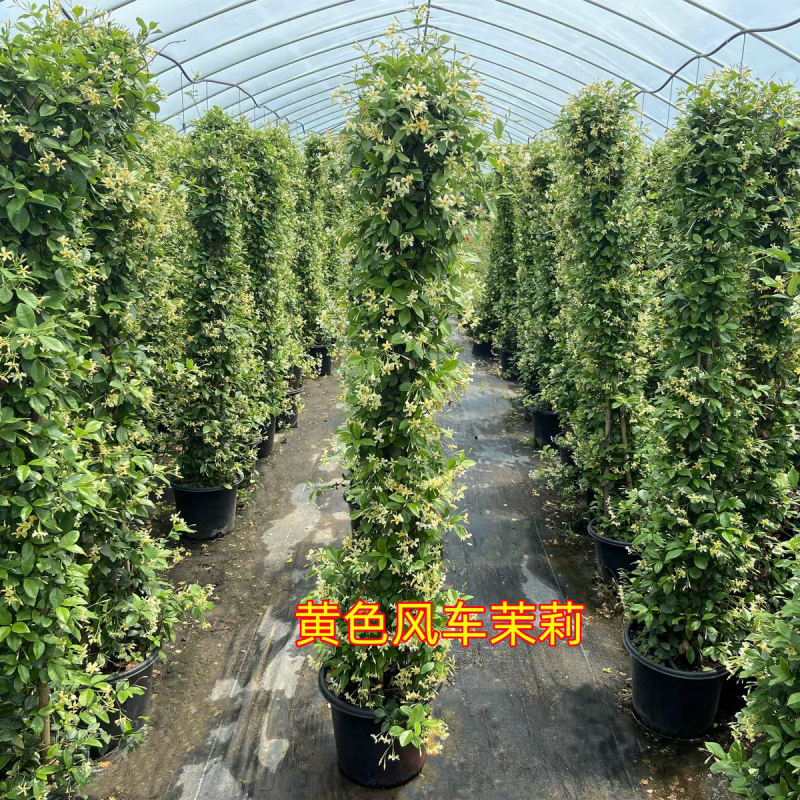 风车茉莉花卉盆栽树苗清香白星花卉阳台庭院爬藤藤本植物