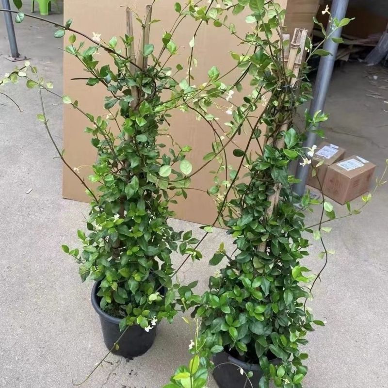 风车茉莉花卉盆栽树苗清香白星花卉阳台庭院爬藤藤本植物