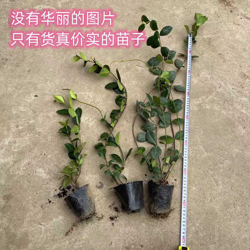 风车茉莉花卉盆栽树苗清香白星花卉阳台庭院爬藤藤本植物