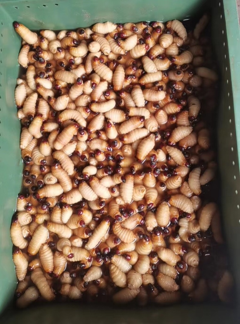 广东特产竹虫个大肉多口感好价格实惠欢迎选购