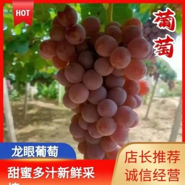 龙眼葡萄！河北省张家口市涿鹿县精品龙眼葡萄