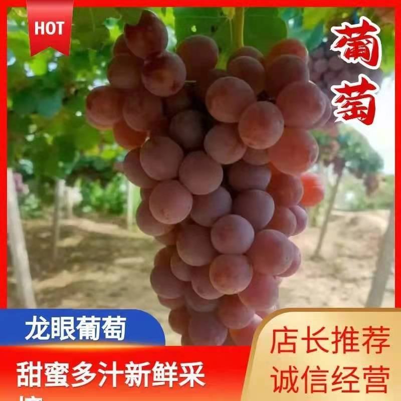 龙眼葡萄！河北省张家口市涿鹿县精品龙眼葡萄