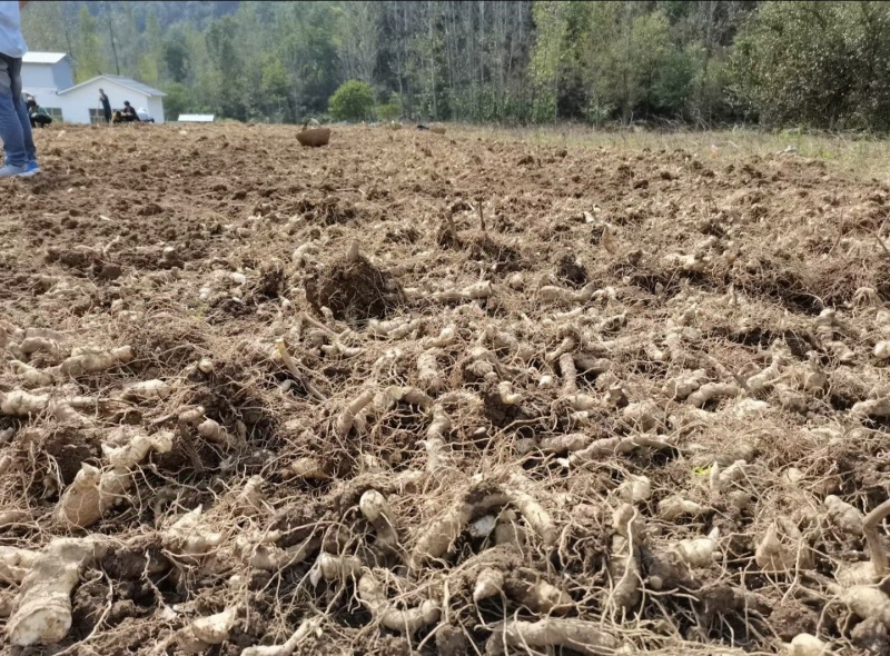 贵州精品黄精产地直发质量保证诚信经营量大从优