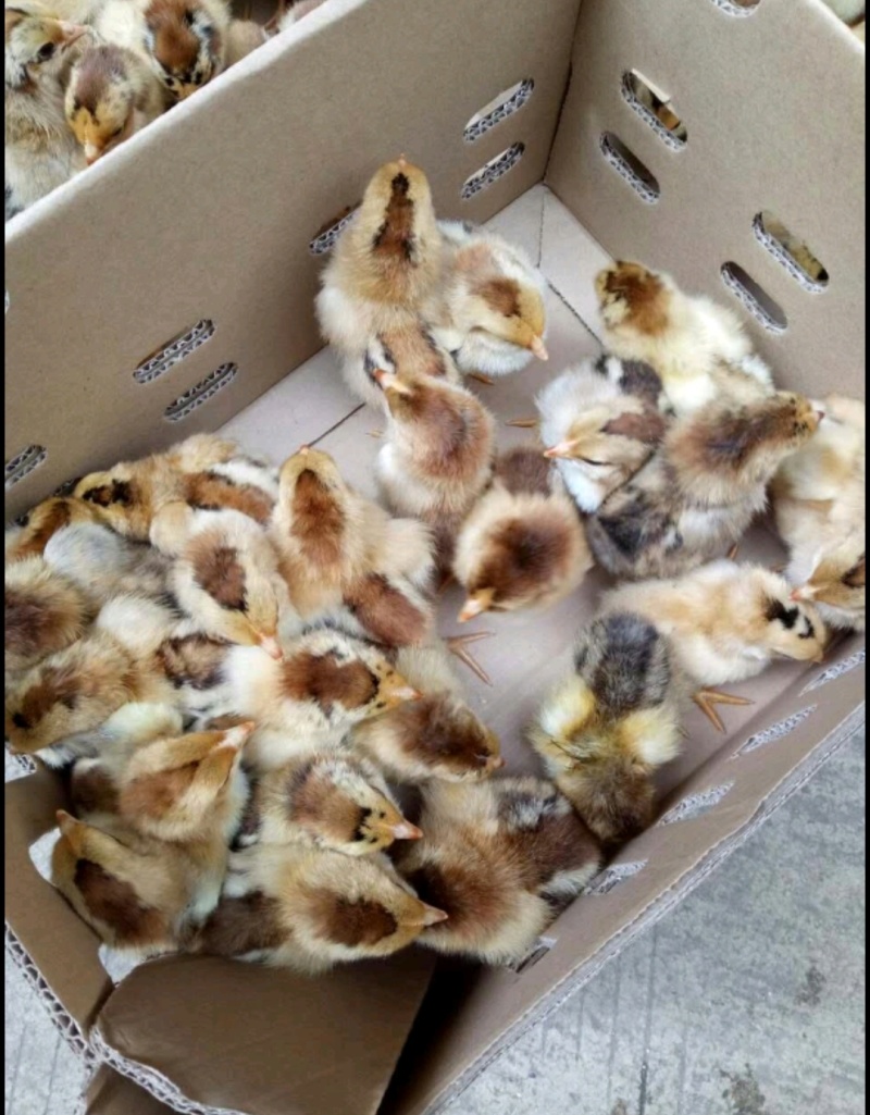 青脚麻鸡苗，出壳，脱温苗都有，可视频看货，欢迎咨询