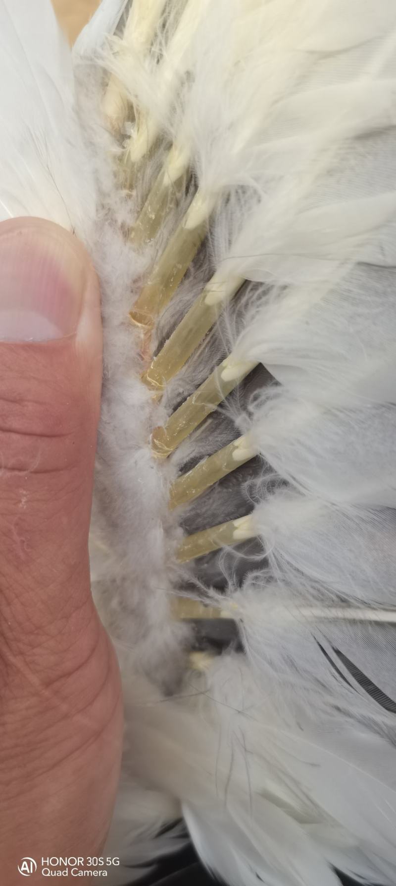 需要的联系我