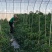 大棚自产自销大粉硬果番茄