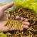 产地虫草无杂质正品保障冬虫夏草干货源充足礼盒包装欢迎订购