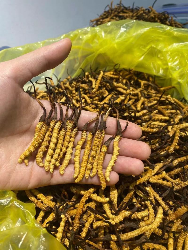 产地虫草无杂质正品保障冬虫夏草干货源充足礼盒包装欢迎订购