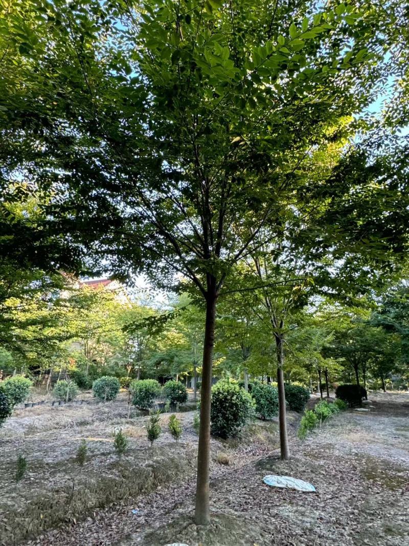 榉树胸径12cm，基地量大，价格优惠，欢迎订购