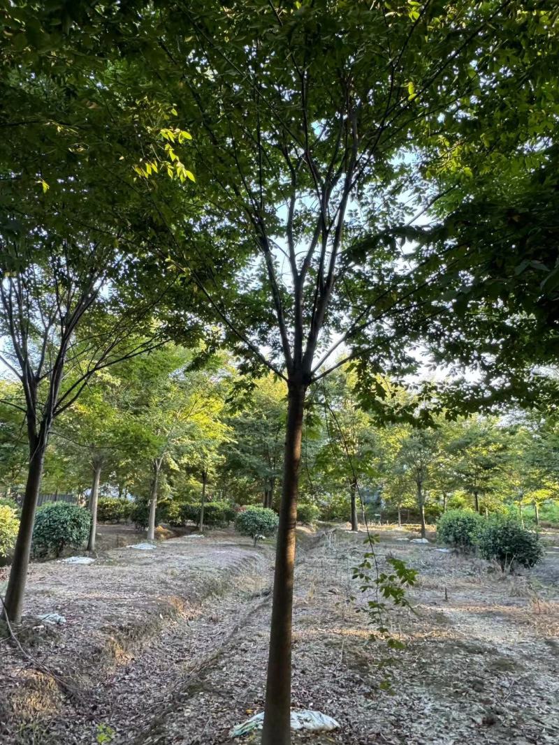 榉树胸径12cm，基地量大，价格优惠，欢迎订购
