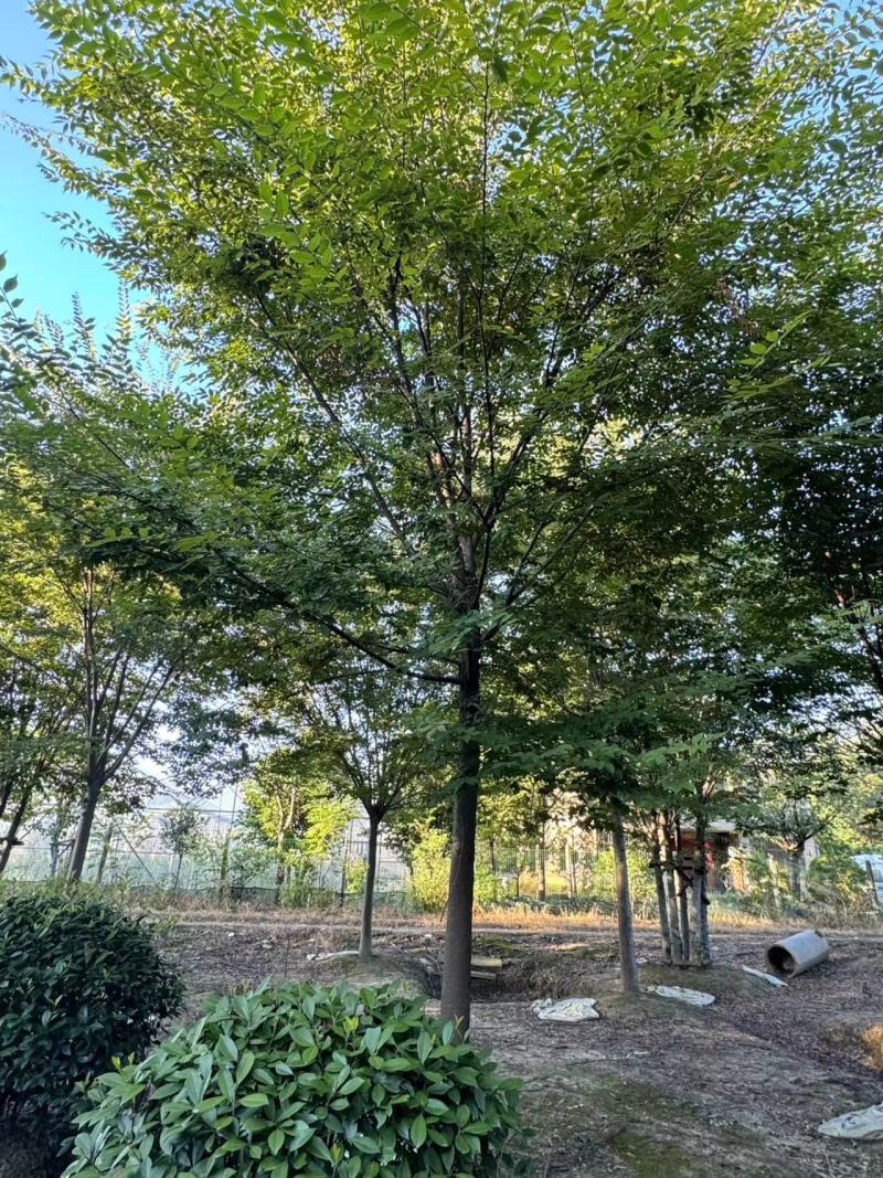 榉树胸径12cm，基地量大，价格优惠，欢迎订购