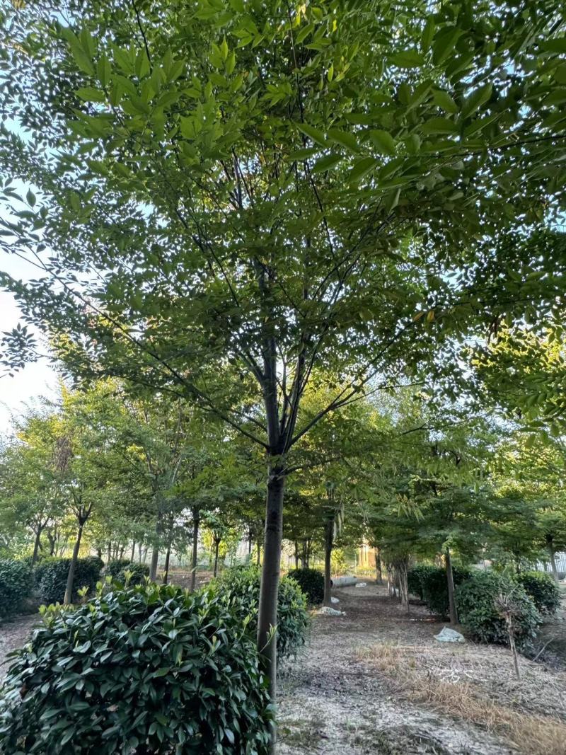 榉树胸径12cm，基地量大，价格优惠，欢迎订购