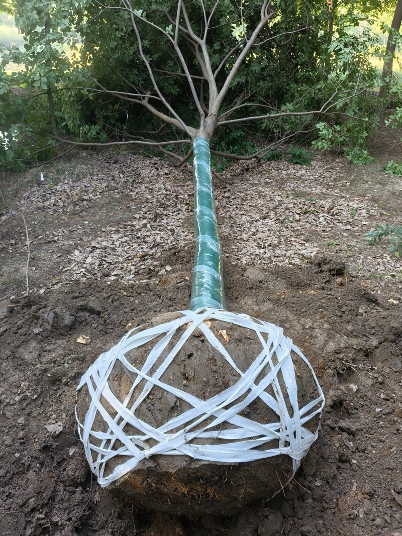 榉树胸径12cm，基地量大，价格优惠，欢迎订购