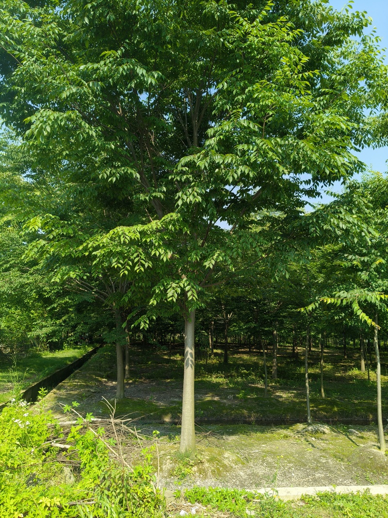 榉树胸径12cm，基地量大，价格优惠，欢迎订购