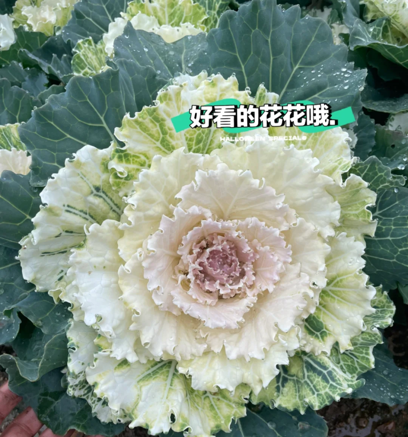 新创白露羽衣甘蓝种子籽叶数较多叶缘卷曲品种齐全