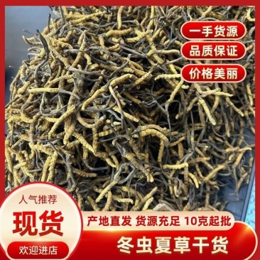 冬虫夏草干货虫草咨询订购货源稳定10克起批