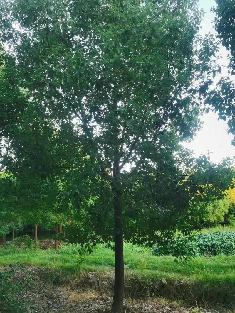 香樟胸径15cm，基地有量，价格优惠，欢迎订购。