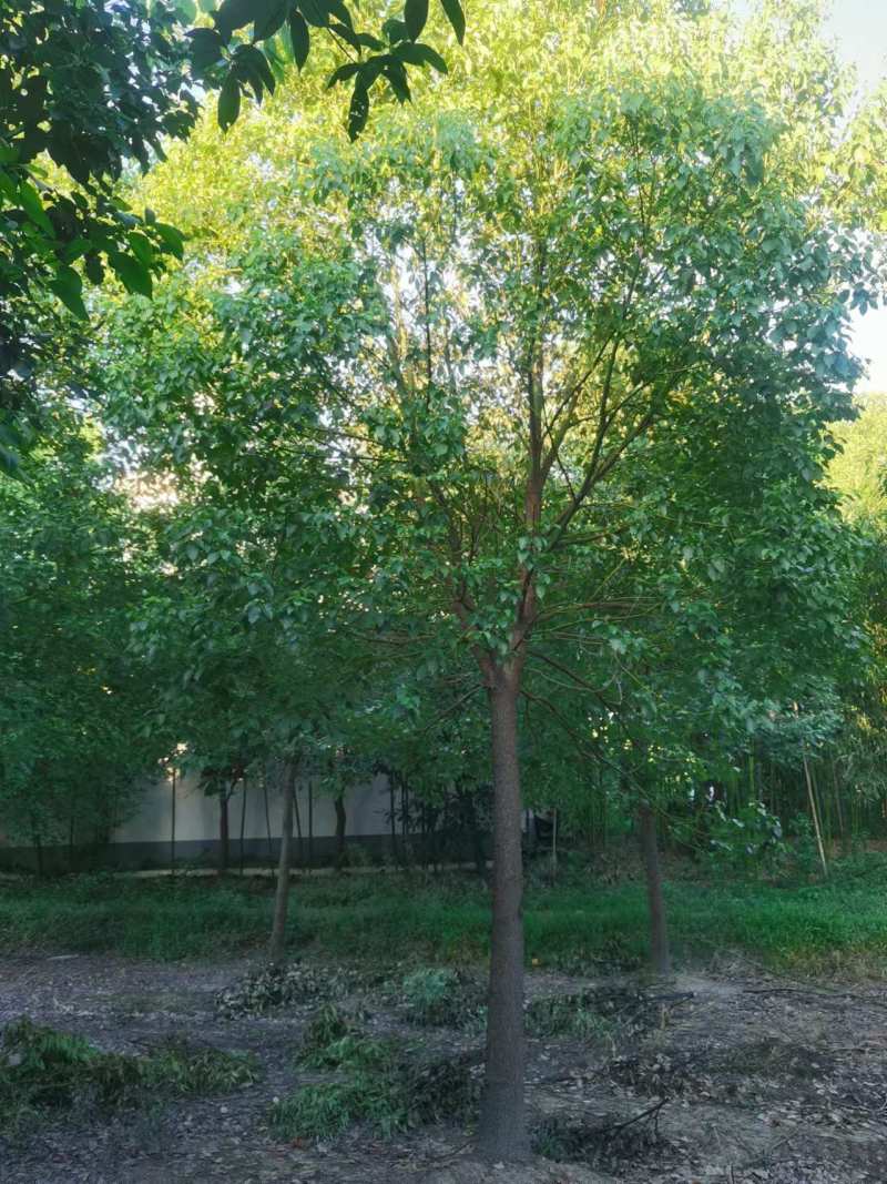 香樟胸径15cm，基地有量，价格优惠，欢迎订购。