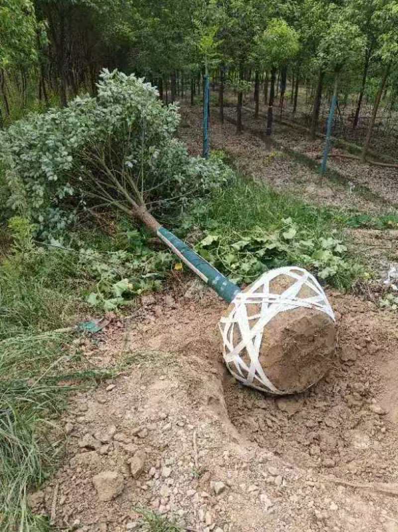 香樟胸径15cm，基地有量，价格优惠，欢迎订购。
