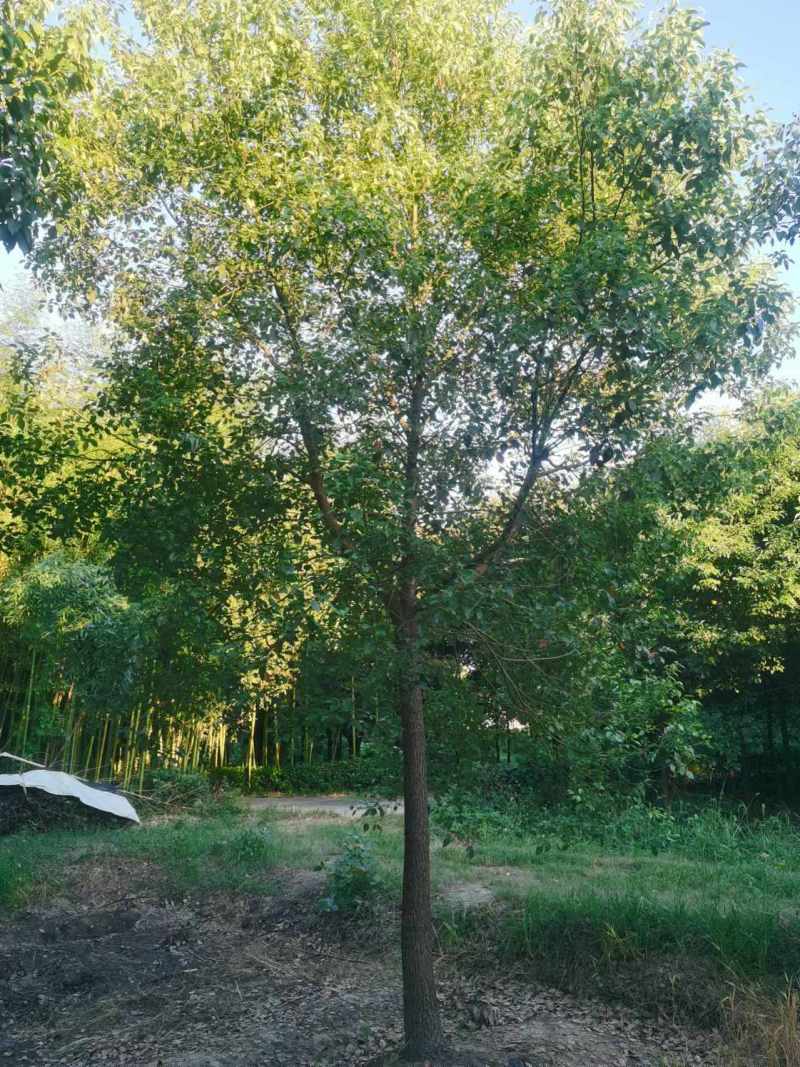 香樟胸径15cm，基地有量，价格优惠，欢迎订购。