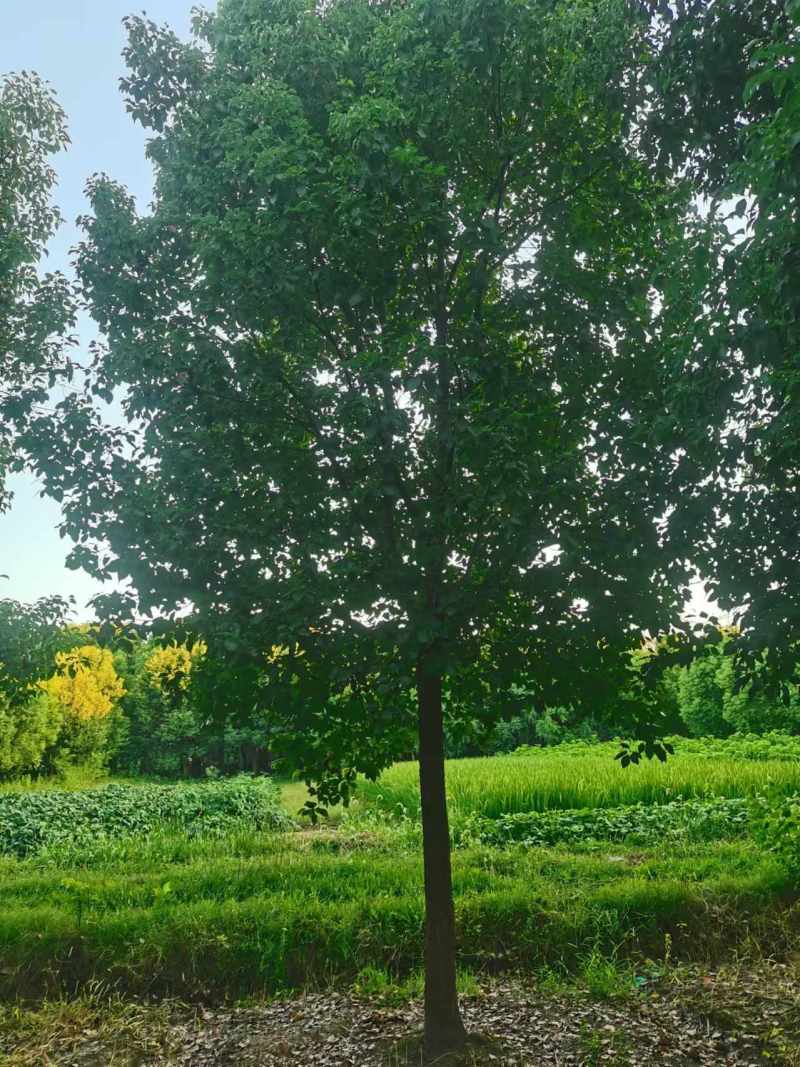 香樟胸径15cm，基地有量，价格优惠，欢迎订购。