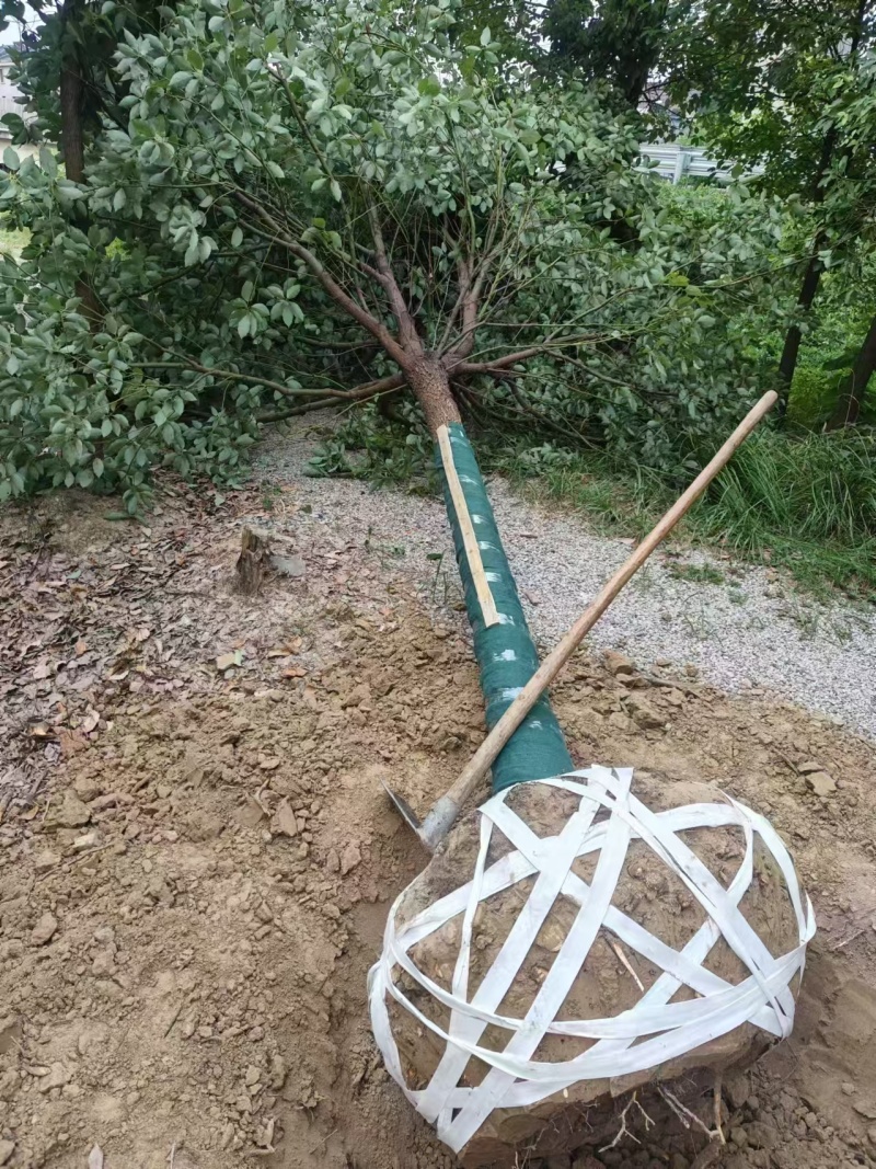 香樟胸径15cm，基地有量，价格优惠，欢迎订购。