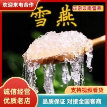 正宗云南雪燕正宗拉丝雪燕精选植物雪燕冰糖雪燕批发