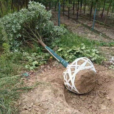 香樟胸径15cm，基地有量，价格优惠，欢迎订购。