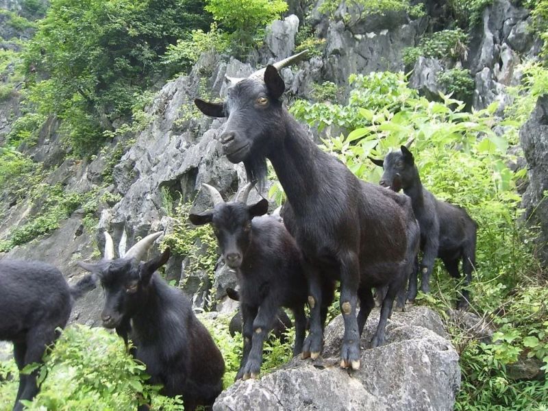 放山小耳朵黑山羊，量大更优惠