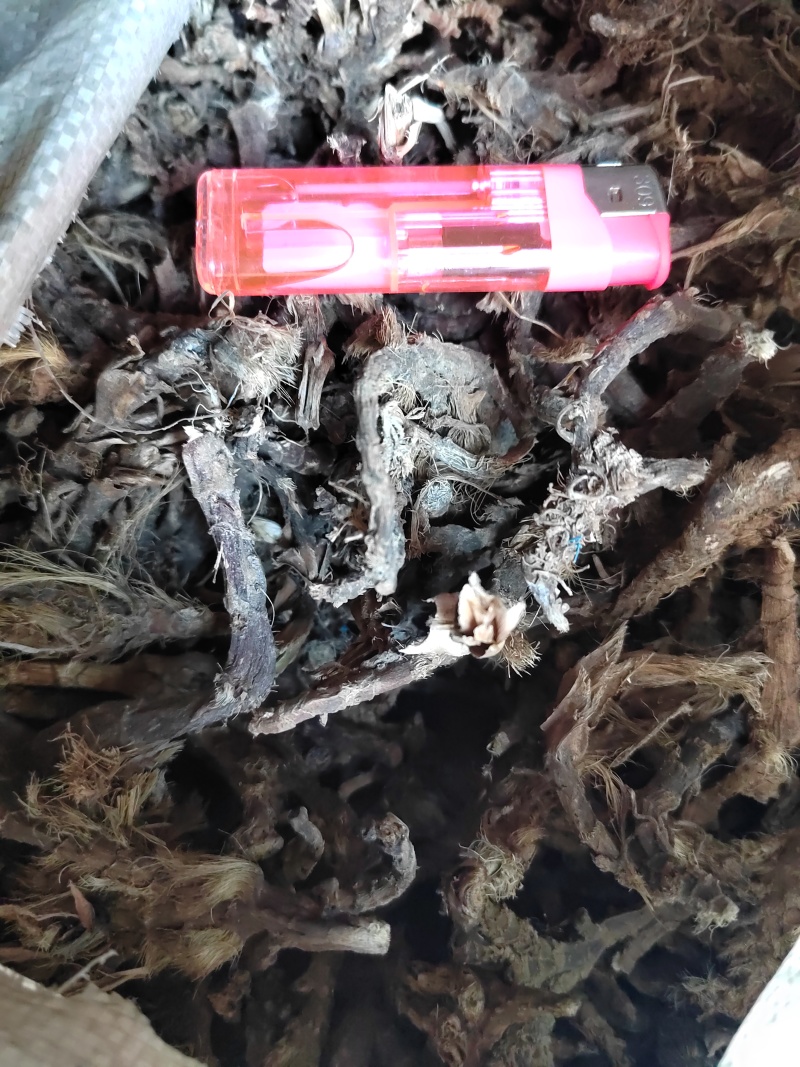 石菖蒲，石菖蒲