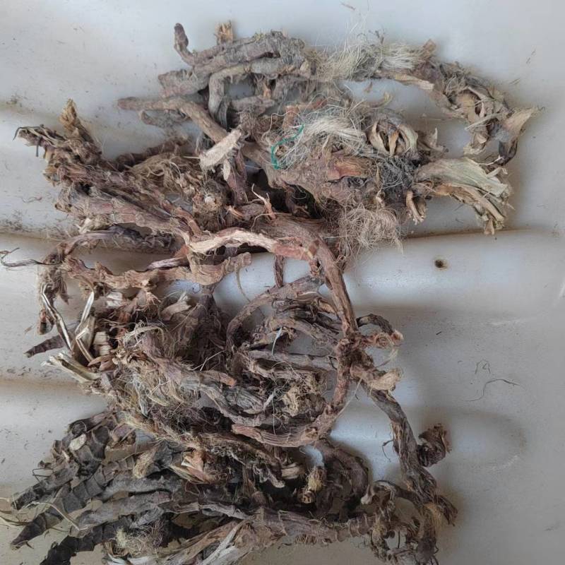石菖蒲，石菖蒲