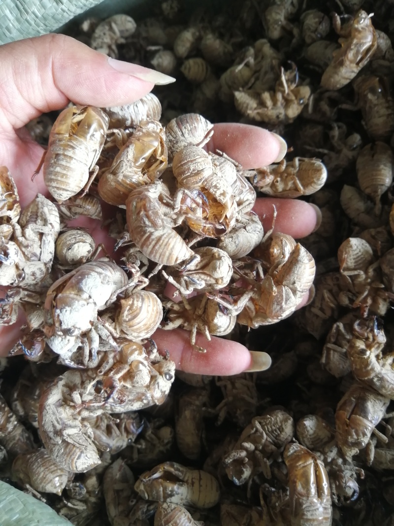 蝉蜕湖南蝉蜕24年半沙半泥大黄壳产地直发，全国直发