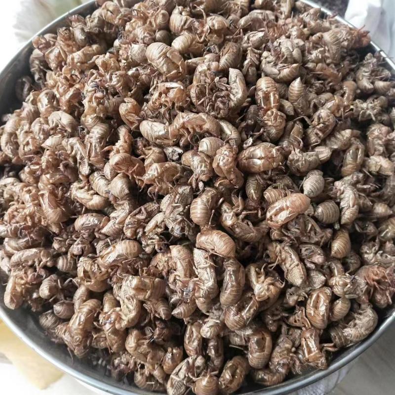 蝉蜕湖南蝉蜕24年半沙半泥大黄壳产地直发，全国直发