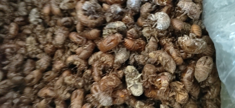 蝉蜕湖南蝉蜕24年半沙半泥大黄壳产地直发，全国直发
