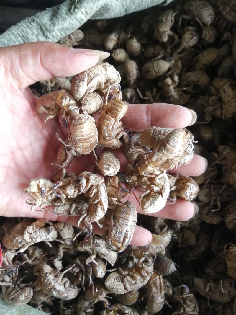 蝉蜕湖南蝉蜕24年半沙半泥大黄壳产地直发，全国直发