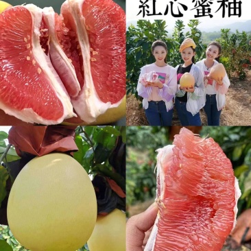 2红心柚白心柚产地直供质量三包全国代发