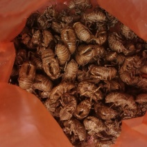 蝉蜕精选正品保证现货秒发快速满足您的需求