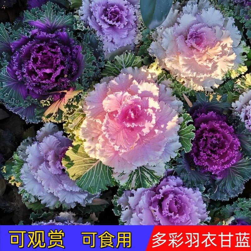新创无霜羽衣甘蓝种子可食用可观赏菜籽卷叶甘兰种籽阳台