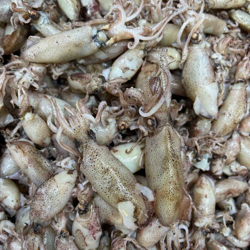 小鱿鱼仔熟晒淡盐新鲜晒小海兔干一手货源有量批发