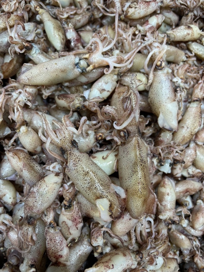 小鱿鱼仔熟晒淡盐新鲜晒小海兔干一手货源有量批发