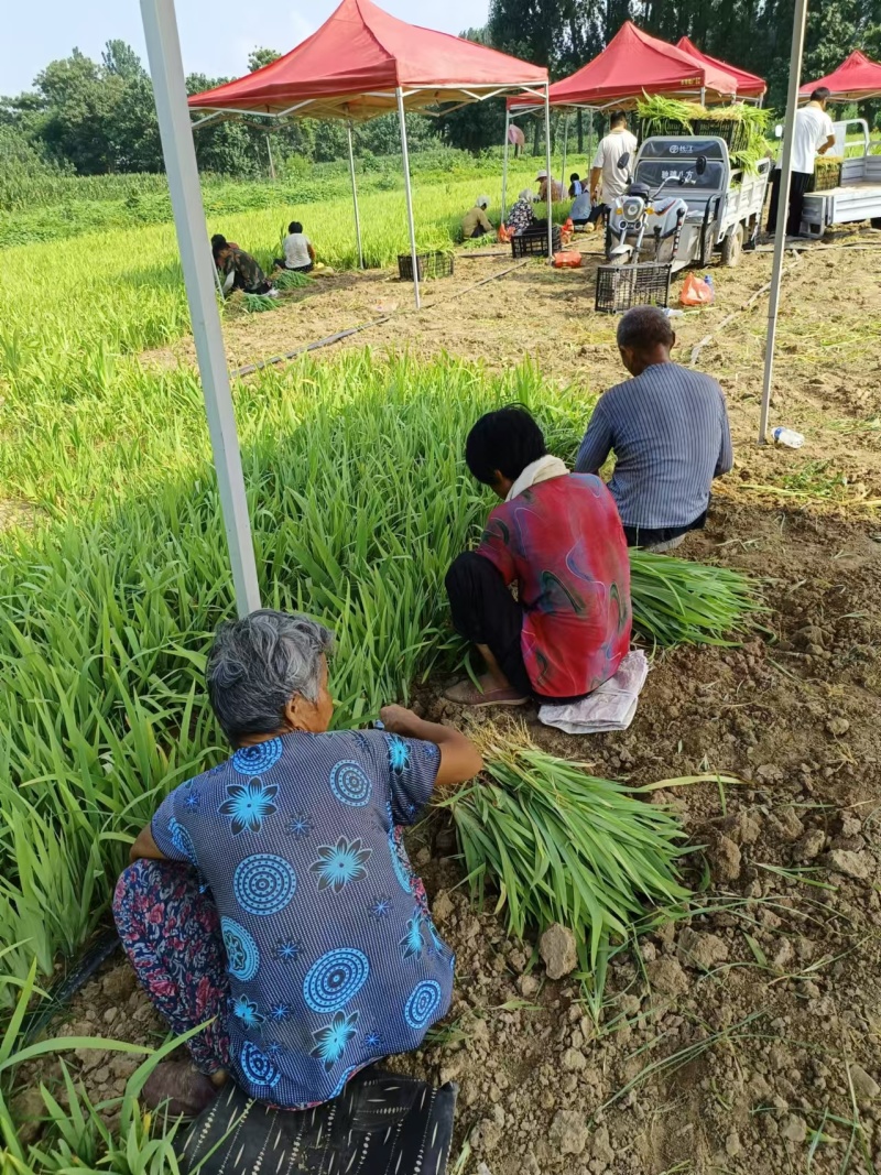 射干苗，大中小各种规格都有，大型专业育苗基地，基地直发。