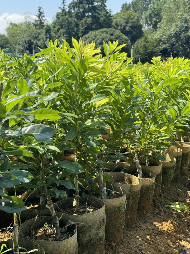 东魁杨梅苗，质量好，价格不高，诚信经营。