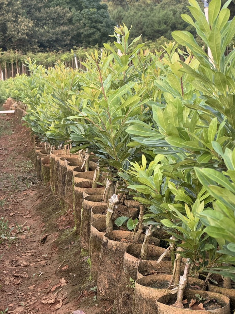 东魁杨梅苗，质量好，价格不高，诚信经营。