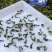 （多档质量）500g兰花香铁观音茶高山茶正味铁观音乌龙茶