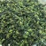 （多档质量）500g兰花香铁观音茶高山茶正味铁观音乌龙茶